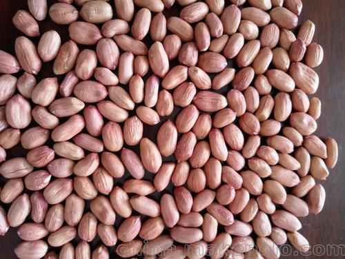 原料辅料,初加工材料 农产品 食用坚果干果 花生 安徽食品花生米生产